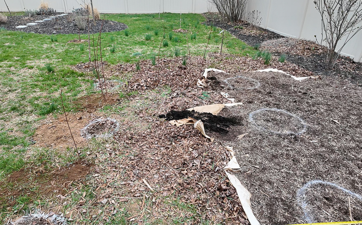Raspberry canes poking out of the ground