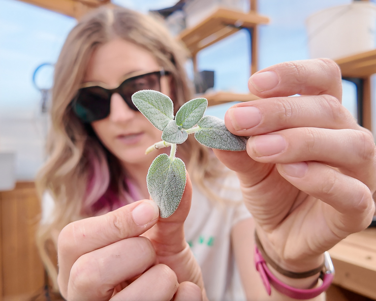 sage cutting for rooting