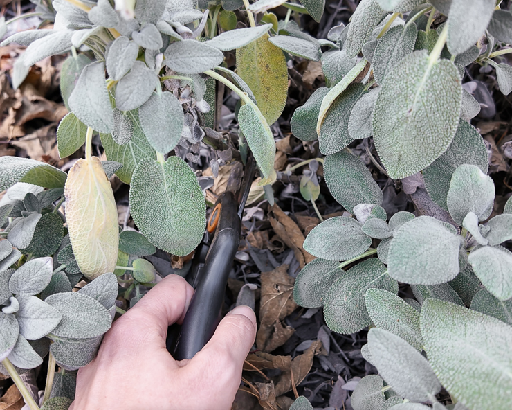 cutting a sage stem