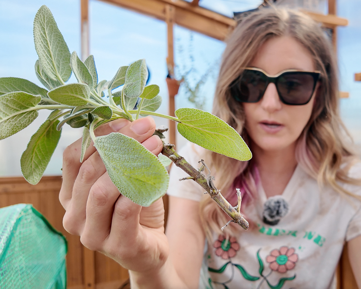 woman holding a sage cutting