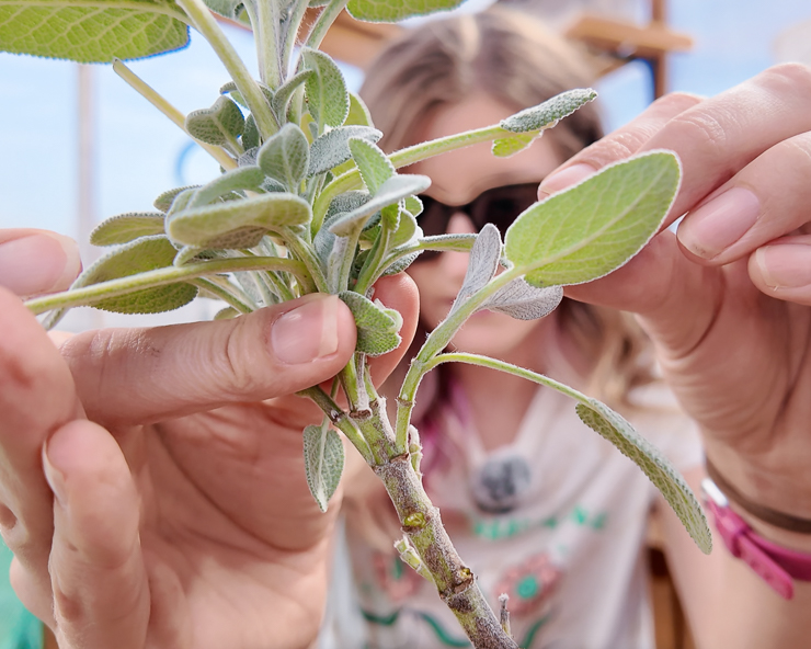 removing a plantlet from a sage cutting