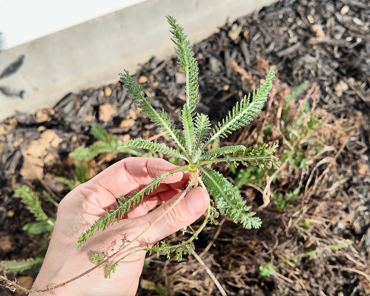 yarrow cutting