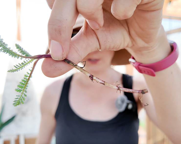 yarrow cutting