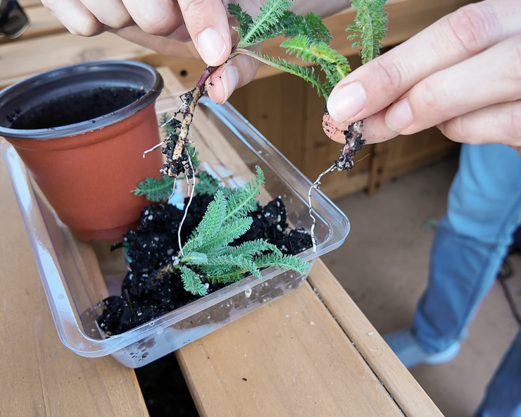 roots on yarrow propagations
