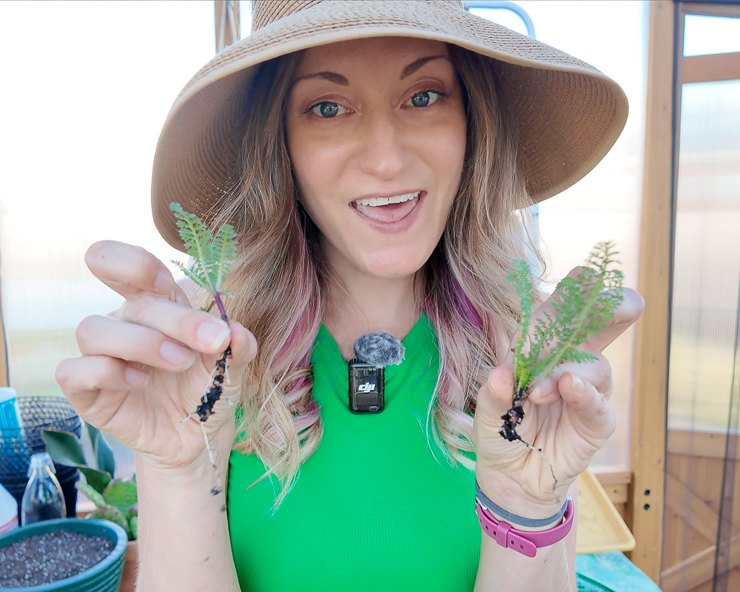 woman holding two yarrow propagations