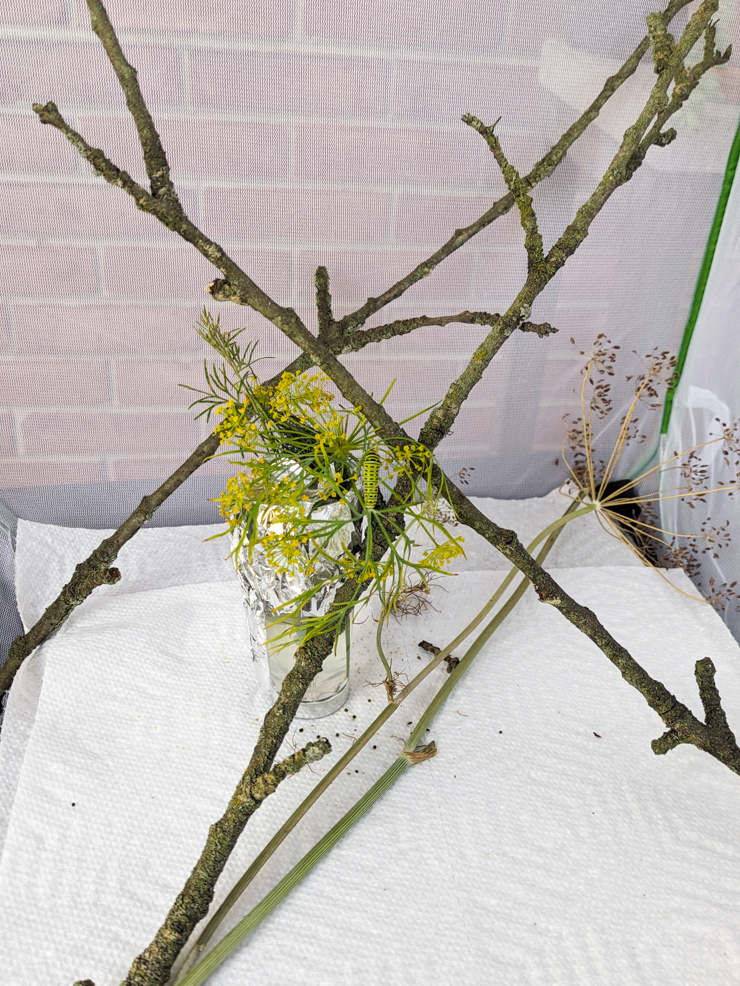 mesh cage to raise butterflies