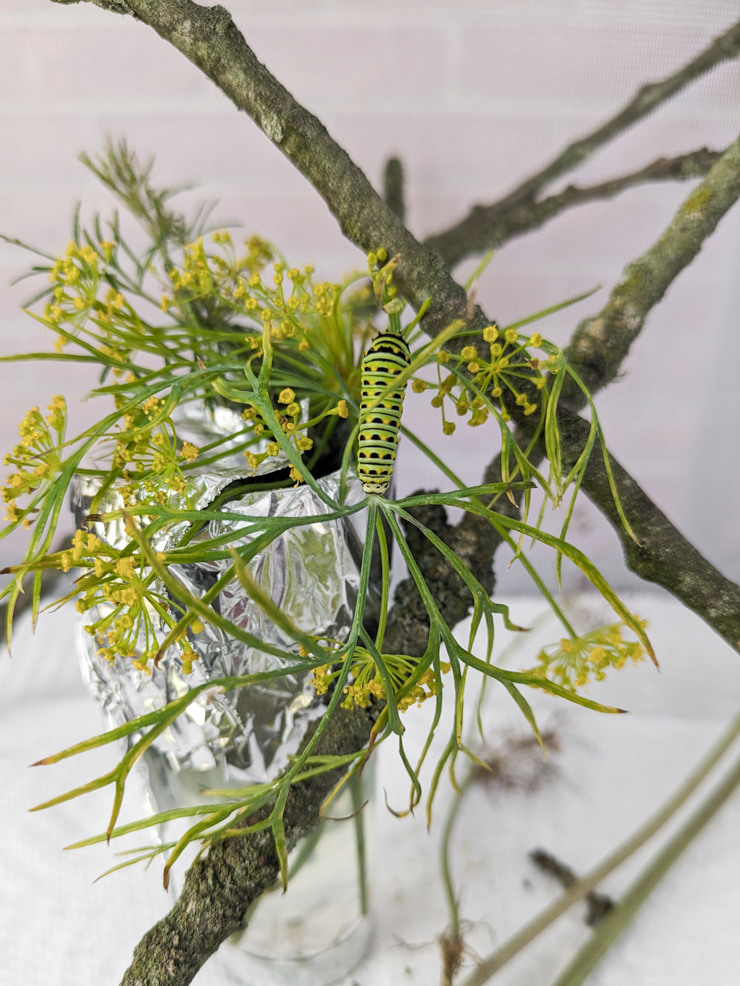 black swallowtail caterpillar eating dill