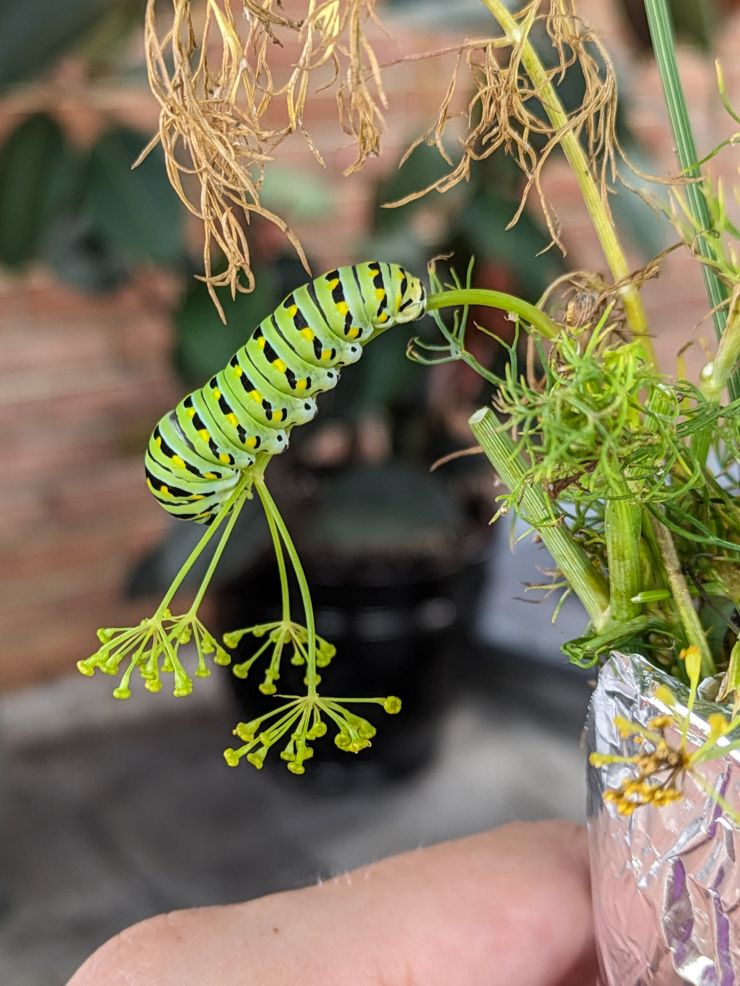 black swallowtail caterpillar eating dill