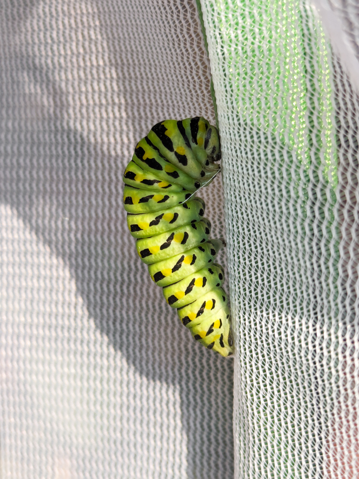 black swallowtail caterpillar with silk girdle