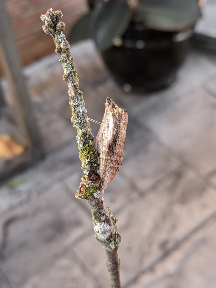 black swallowtail chrysalis
