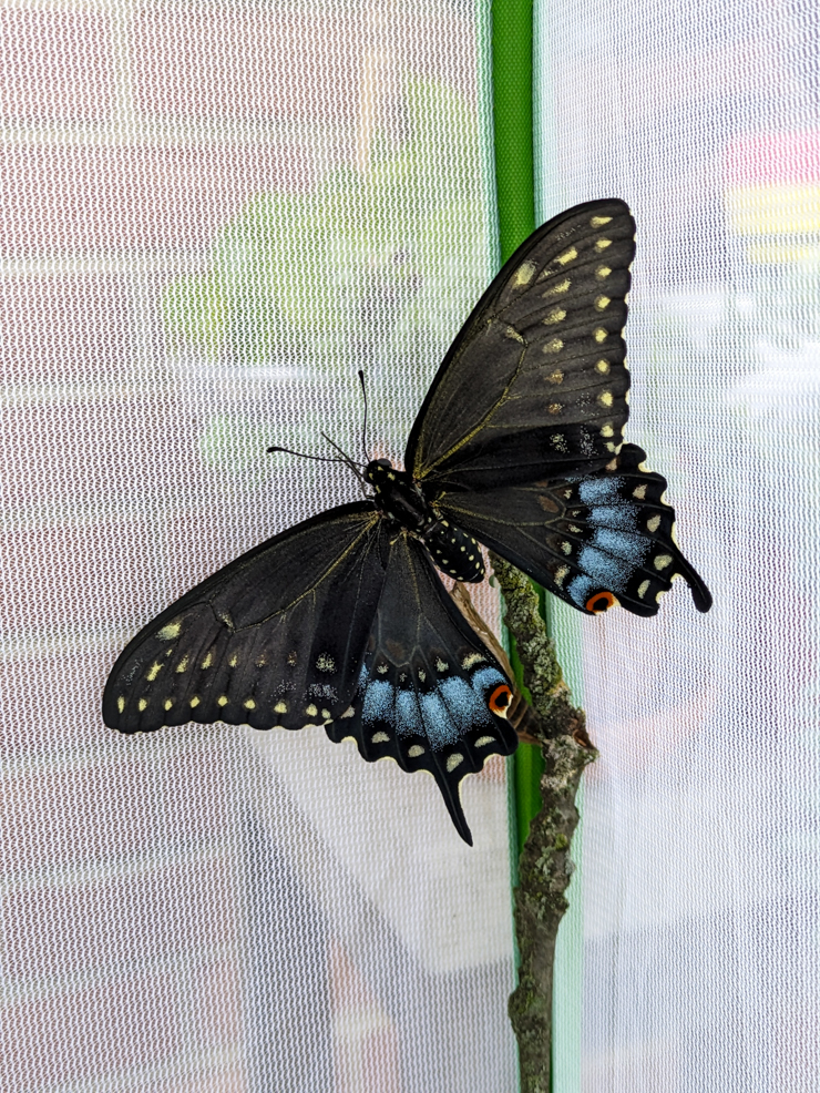 black swallowtail butterfly