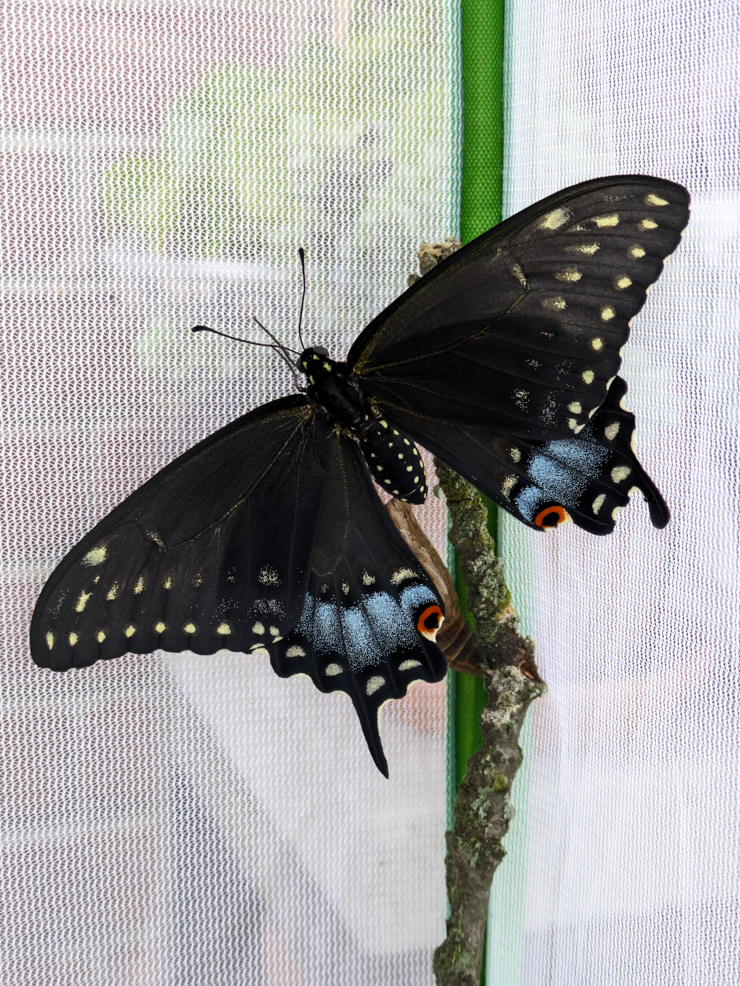 black swallowtail butterfly