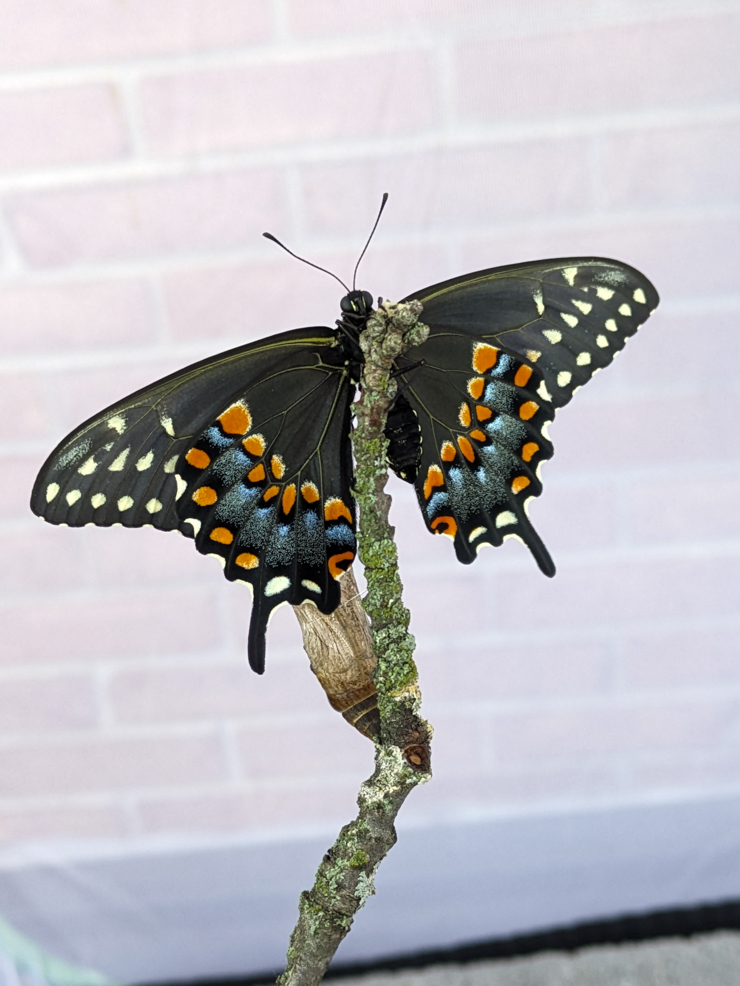 black swallowtail butterfly