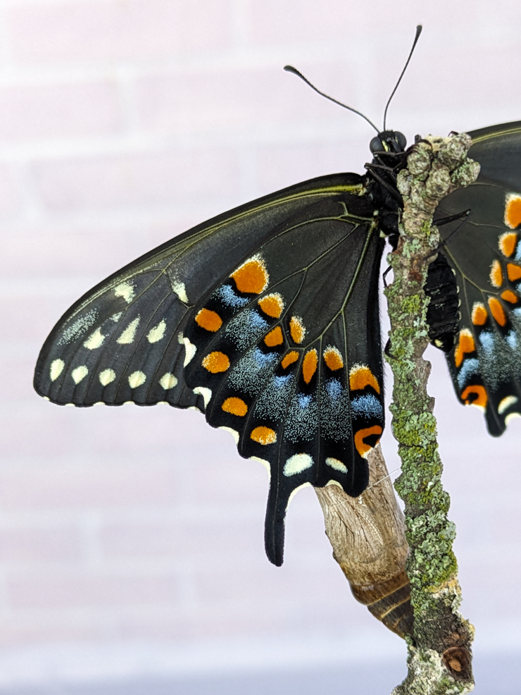 black swallowtail butterfly