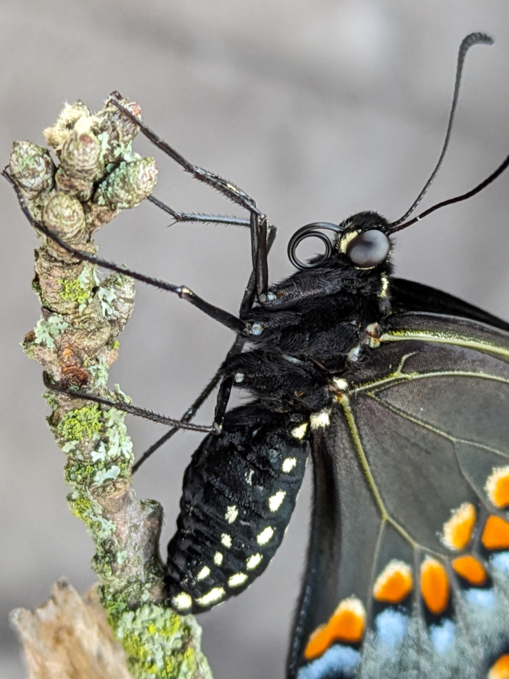 black swallowtail butterfly