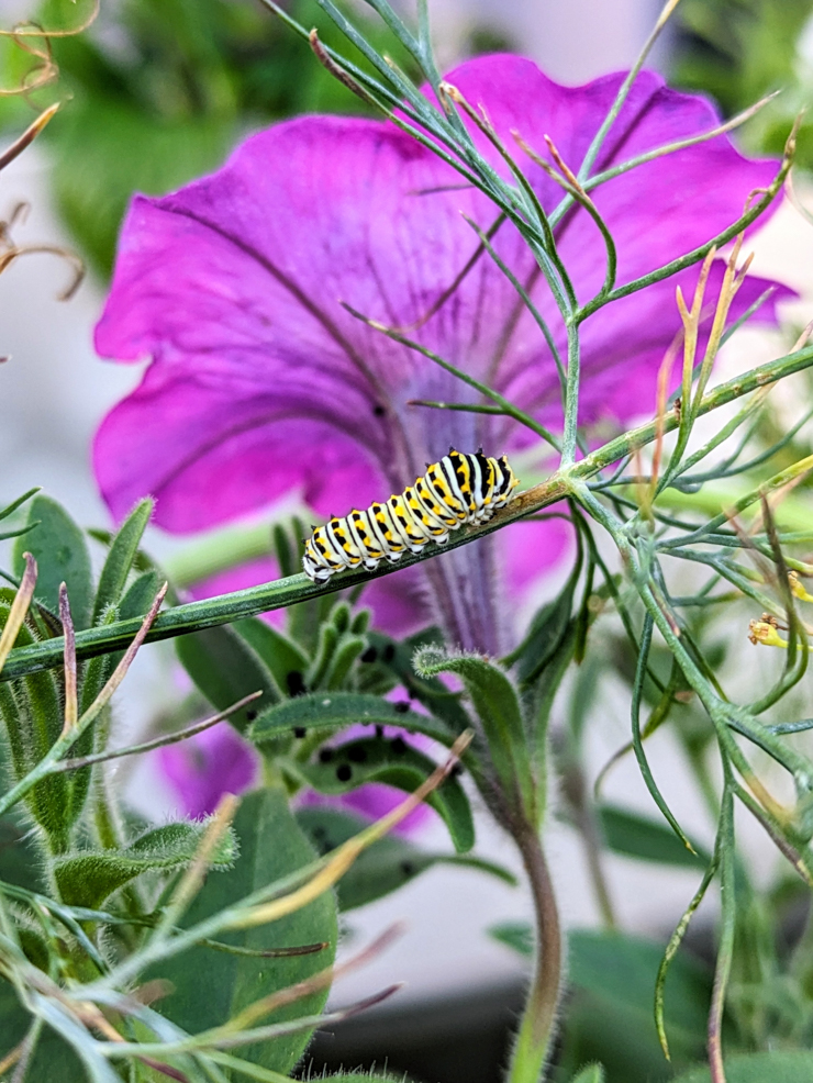 black swallowtail caterpillar