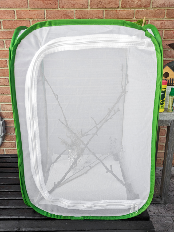 mesh cage to raise butterflies