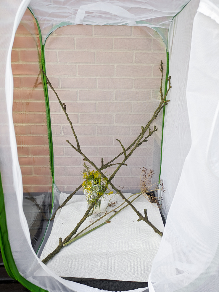 mesh cage to raise butterflies