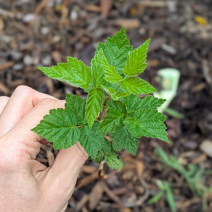 baby raspberry plant