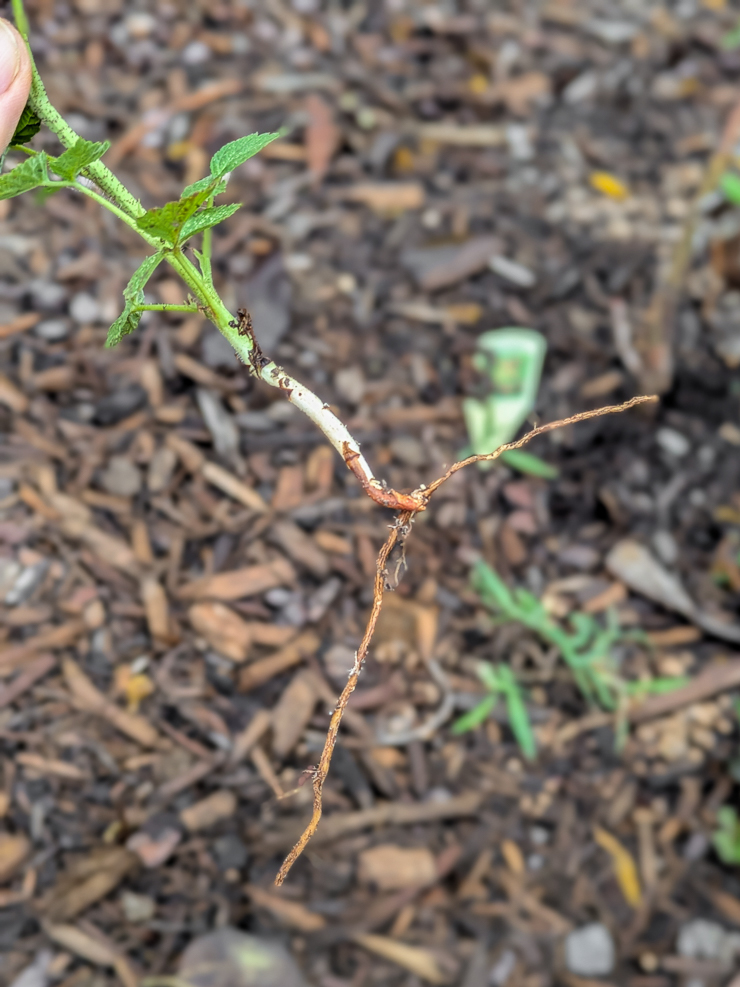 baby raspberry plant