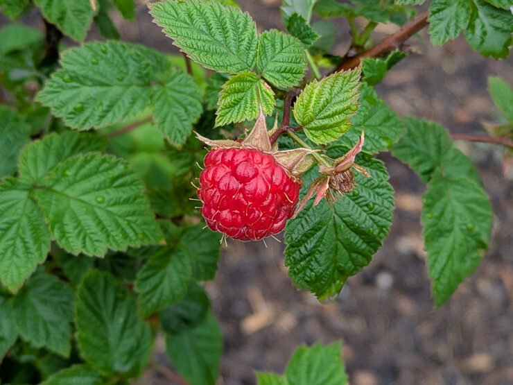 raspberry growing on a plant