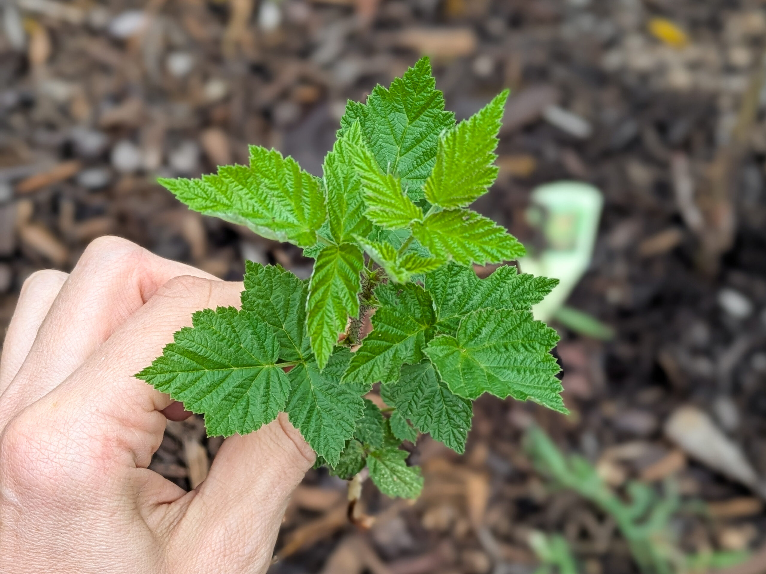 Raspberry proapgation