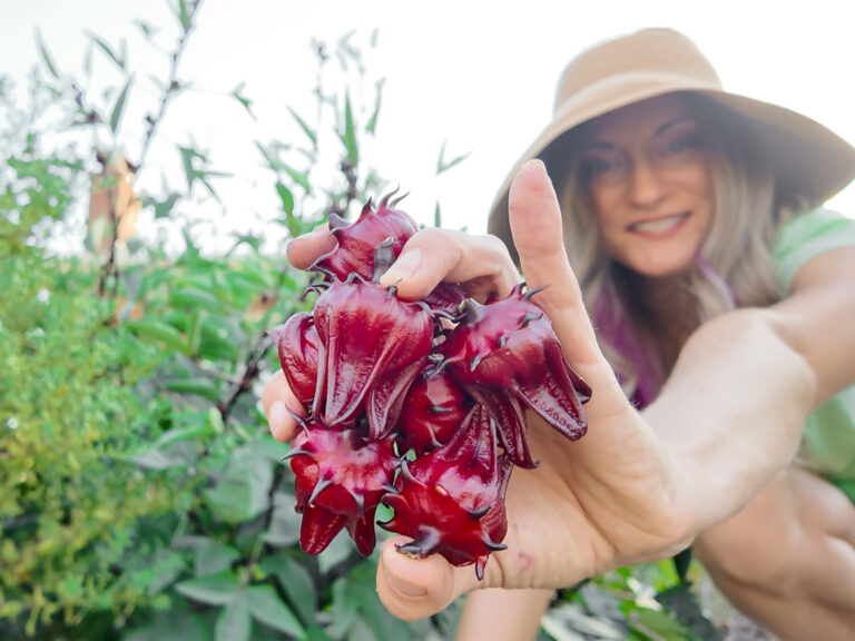 woman holding hibiscus calyxes