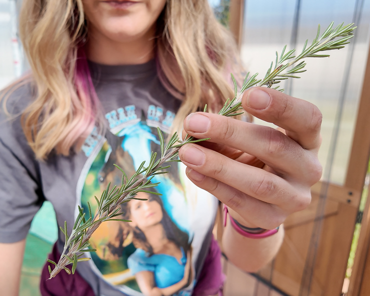 hand holding a rosemary cutting