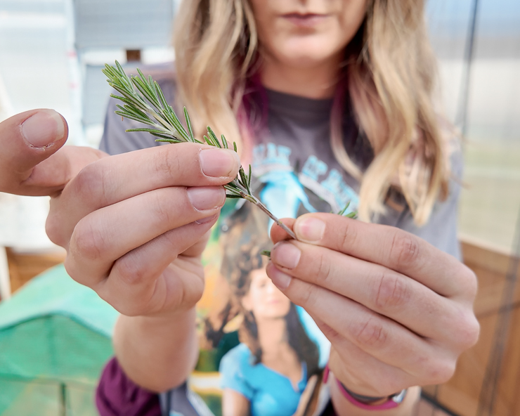 hand holding a rosemary cutting