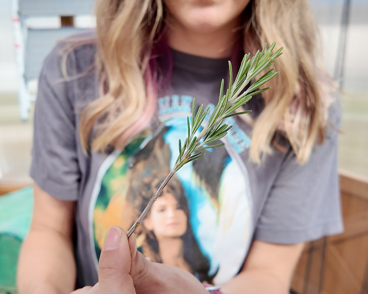 hand holding a rosemary cutting