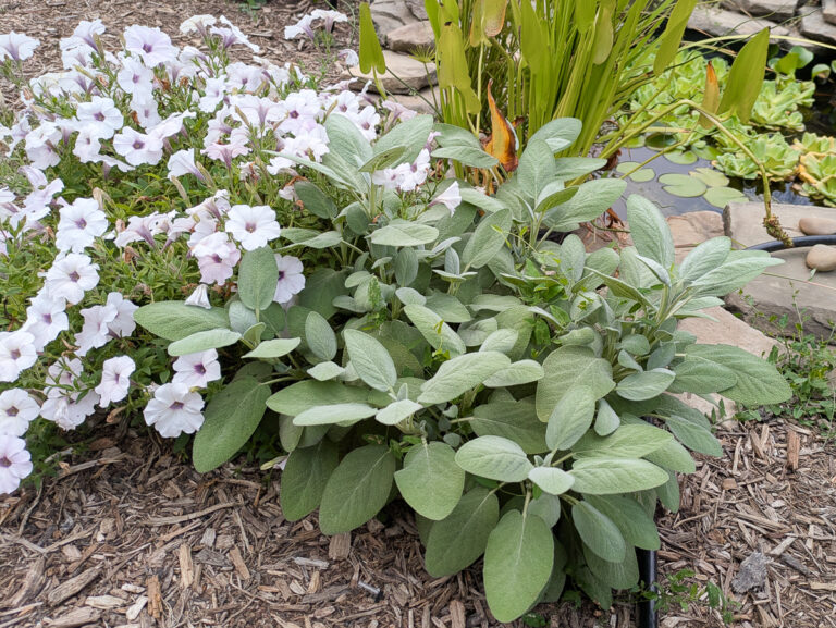 sage by a pond