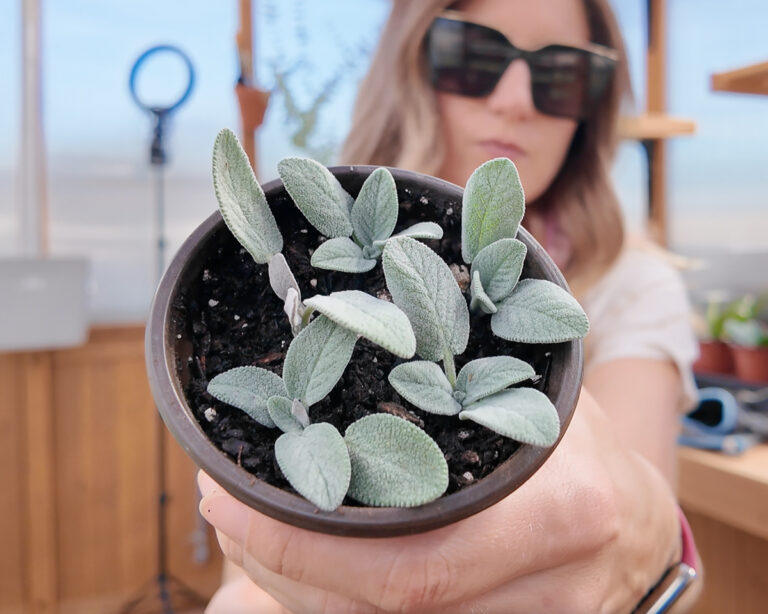 sage cuttings rooting in soil