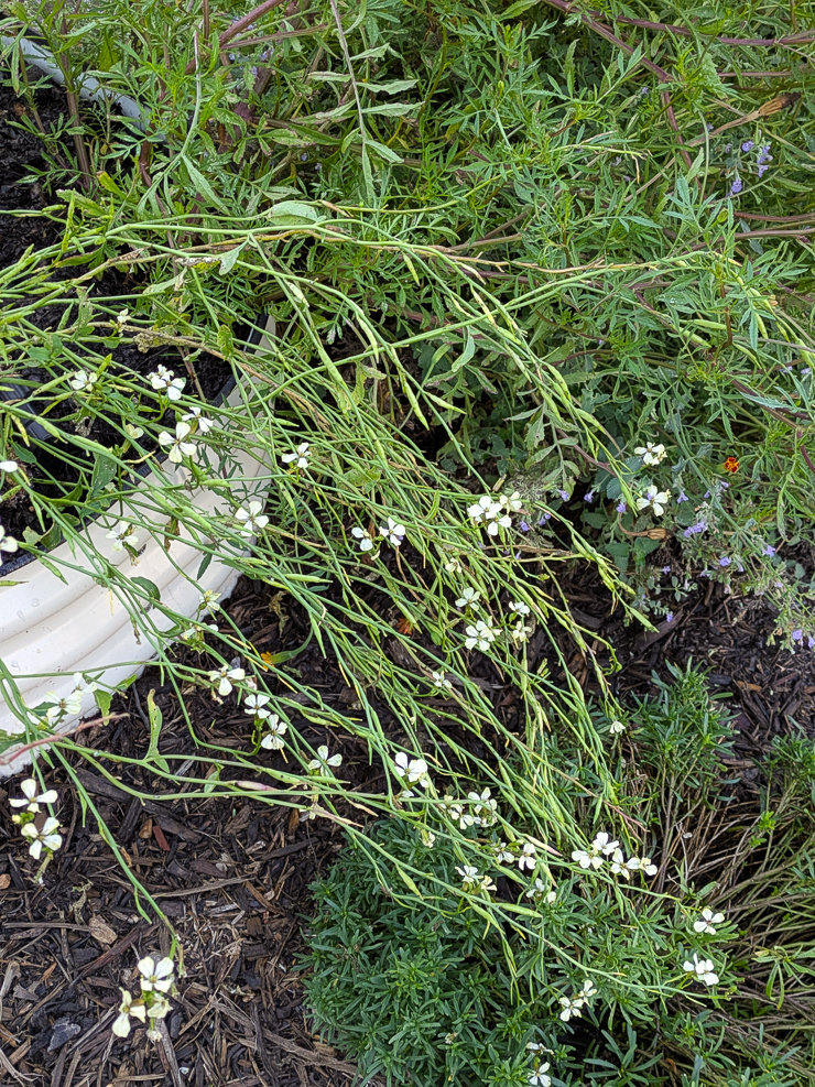 arugula flowering