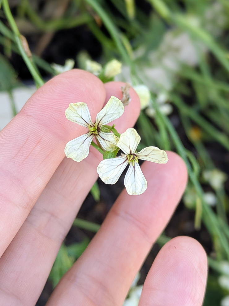 arugula flowering