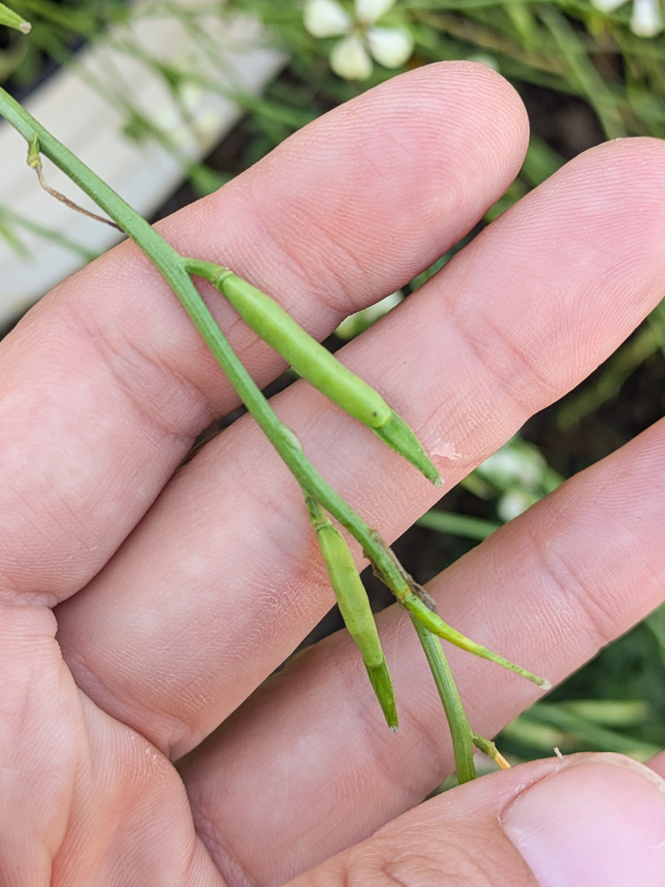 green arugula seed pods