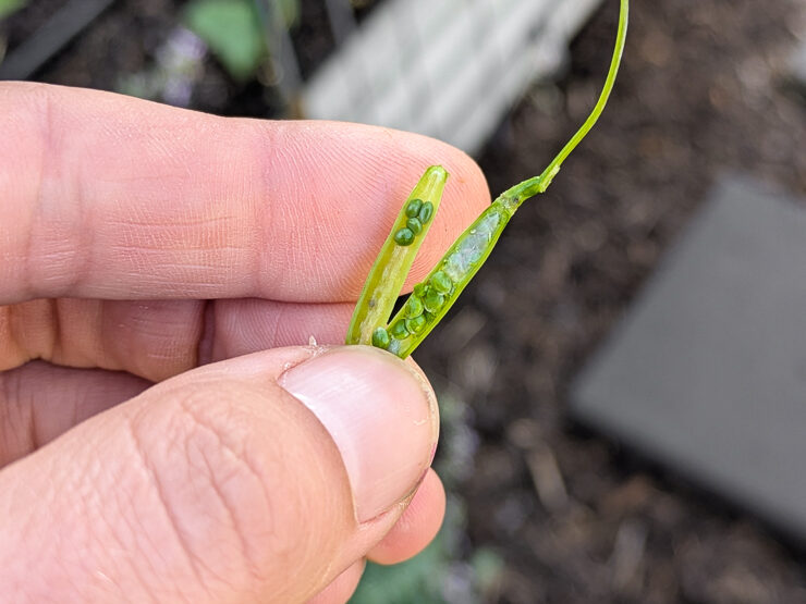 arugula seeds not ready to harvest