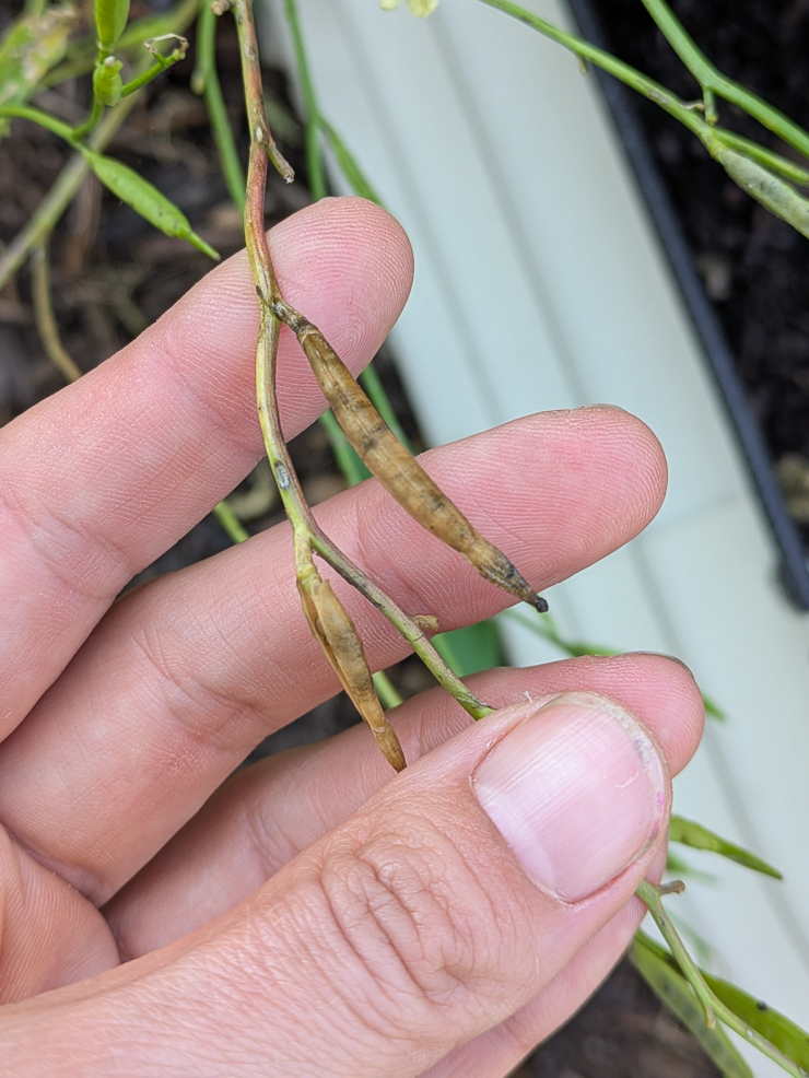 drying arugula seed pods