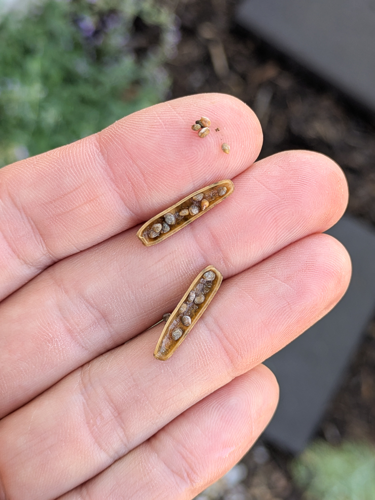 harvesting arugula seeds