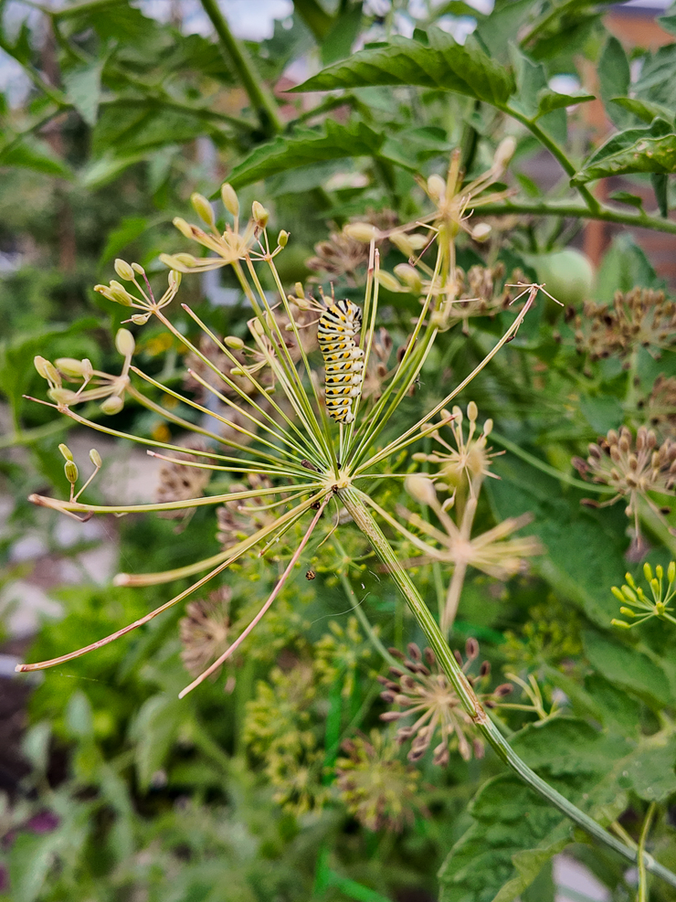 black swallowtail caterpillar on a dill plant