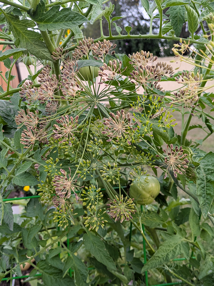 harvesting dill seeds