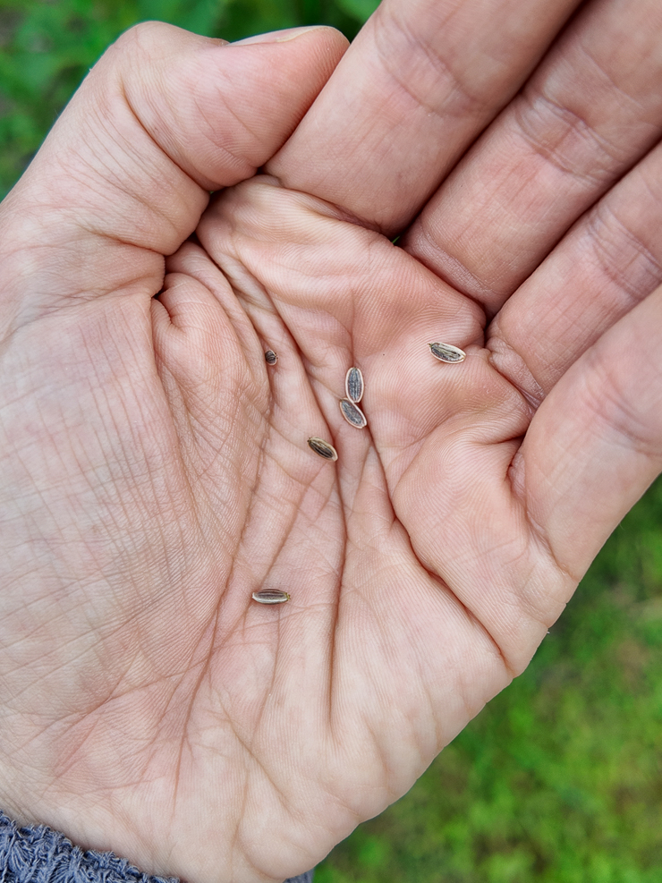 harvesting dill seeds