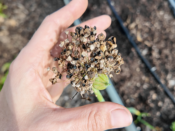 harvesting seeds from a green onion plant