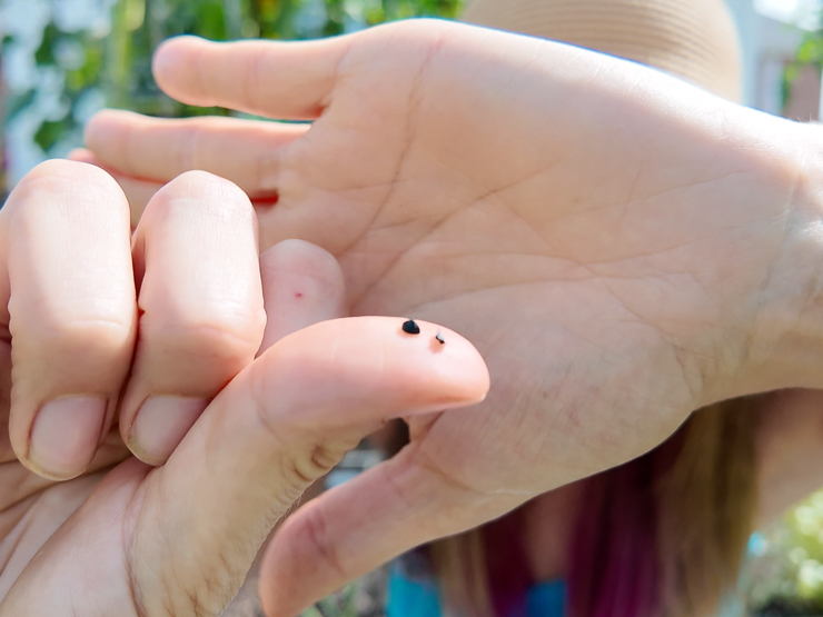 harvesting seeds from a green onion plant