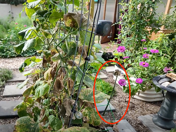 flowering green onion in a garden