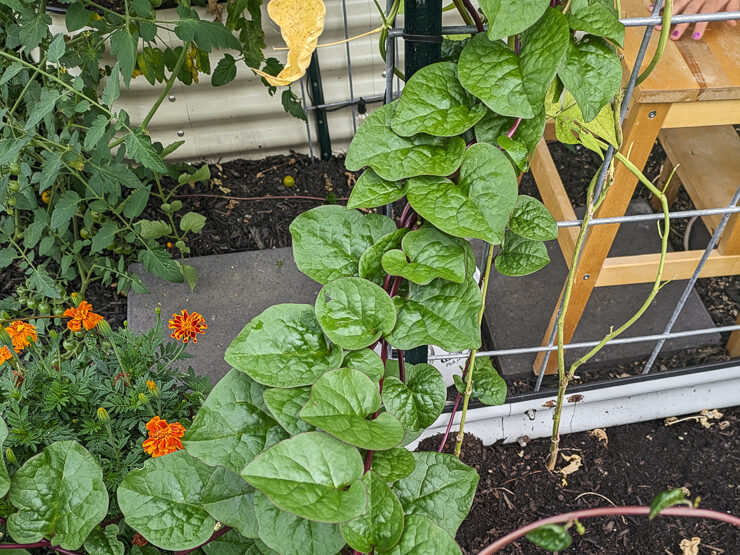 malabar spinach
