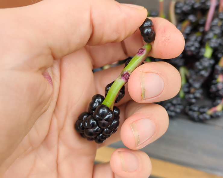 malabar spinach berries