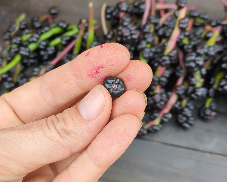 malabar spinach berry
