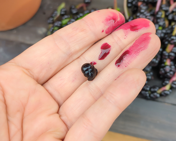 magenta juice from a malabar spinach berry