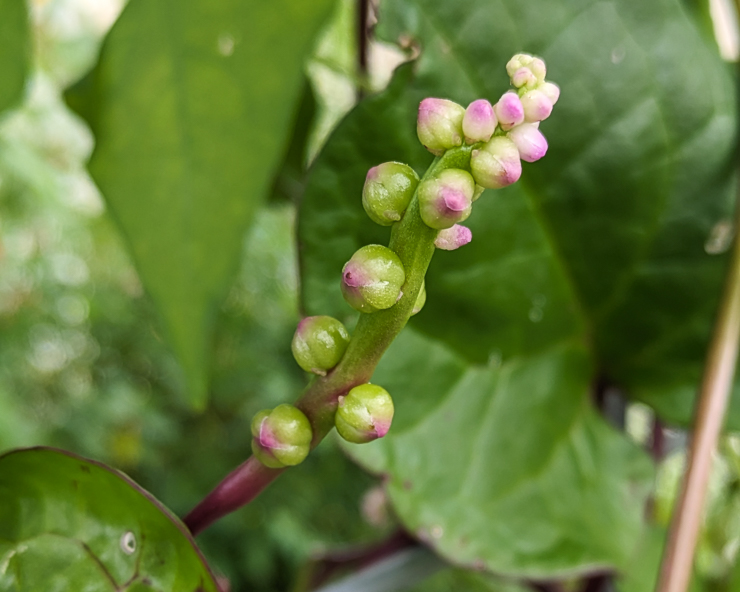 malabar spinach berries
