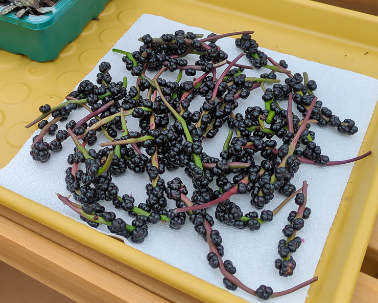 malabar spinach berries drying